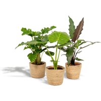 Hello Plants | Set mit 3 Alocasias im Korb - Low Rider, Macrorrhiza & Lauterbachiana von Hello Plants