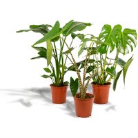 Hello Plants | Set mit 3 Zimmerpflanzen Monstera, Alocasia & Strelitzia von Hello Plants