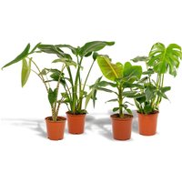 Hello Plants | Set mit 4 Zimmerpflanzen Monstera, Alocasia, Strelitzia & Bananenpflanze von Hello Plants