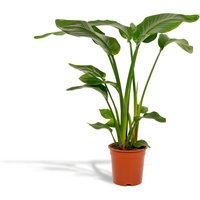 Hello Plants | Strelitzia Nicolai von Hello Plants