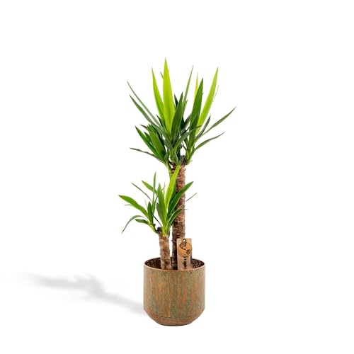 Hello Plants XL Yucca Mit Topf Palmlilie 100cm hoch, 21Ø - Große Zimmerpflanze - Tropische Palme - Luftreinigende pflanze - Frisch aus der Gärtnerei von Hello Plants