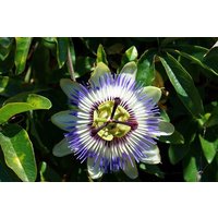 Blue Passion Kletterblumen 0.2G/20 Samen - Passiflora Caerulea Gmo Free von HortusPatio