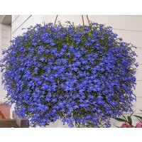 Borte Lobelia Pendula Cascade Blue Flowers 0.1G - 700 Non Gmo Samen Erinus von HortusPatio