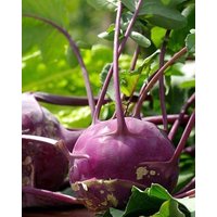 Kohlrabi - Delikatess Blauer 2G 200 Non Gmo Samen Brassica Oleracea Gongylodes von HortusPatio