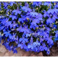 Rand Lobelia Blauer Brunnen Blumen 0, 1G - 200 Samen Erinus Non Gmo von HortusPatio