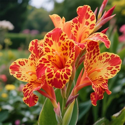 Giant Canna-Zwiebeln, winterharte mehrjährige Canna,Indica Indian Flower,Ausgewählte Glühbirnen, leuchtende Farben, selten, geringer Wartungsaufwand-3zwiebeln-H Giant Canna-Zwiebeln, winterharte mehrjährige Canna,Indica Indian Flower,Ausgewählte Glühbirnen, leuchtende Farben, selten, geringer Wartungsaufwand-3zwiebeln-H von IOUPLIUKDF
