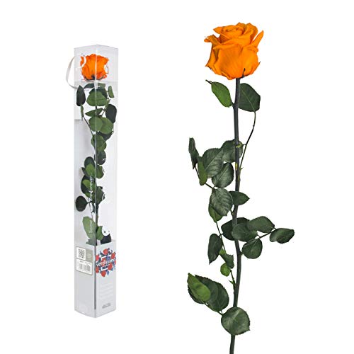 Echte Rose konserviert - 50cm ORANGE - preserved, gefriergetrocknete Blumen mit Stiel und Blättern - lange haltbare Schnittblumen in Geschenkbox, beste Deko von Interflowers GmbH