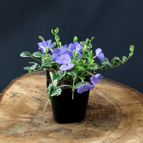 48 Stück Vinca minor Ralph Shugert von INTRAGARTEN | kleinblättriges Immergrün - winterhart und mehrjährig | Bodendecker im 9cm Topf 48 Stück Vinca minor Ralph Shugert von INTRAGARTEN | kleinblättriges Immergrün - winterhart und mehrjährig | Bodendecker im 9cm Topf von Intragarten GmbH