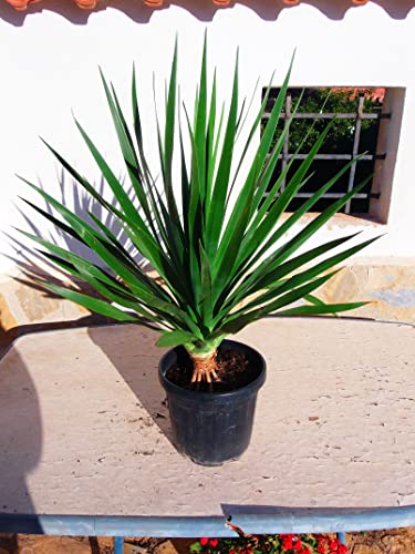 Dracaena Draco - kanarischer Drachenbaum - Eine rundum schöne Pflanze von JARDINES DE JARAVIA