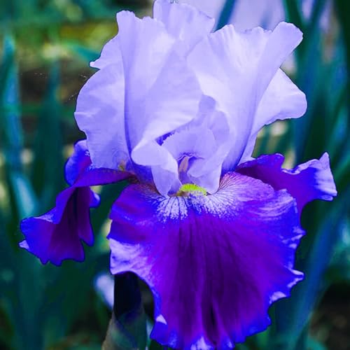 Iriswiebeln,Winterhart mehrjährig pflanzen,Irisierend,Hervorragende Verzierung,schwertlilie rhizome,Seltene pflanzen,iris Bulbs,Ausgezeichnete Verzierung.- 10zwiebeln-E Iriswiebeln,Winterhart mehrjährig pflanzen,Irisierend,Hervorragende Verzierung,schwertlilie rhizome,Seltene pflanzen,iris Bulbs,Ausgezeichnete Verzierung.- 10zwiebeln-E von JASNDH