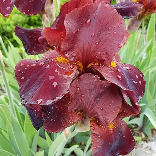 Iriszwiebeln,mehrjährige krautige Pflanzen,iris-schwertlilie zwiebeln,schwertlilie rhizome,iris bulbs,Iris Blume,schwertlilie lila,iris zwiebeln winterhart mehrjährig pflanzen.- 6zwiebeln-D von JASNDH