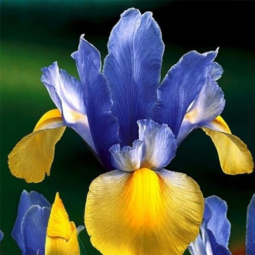 Iriszwiebeln,mehrjährige krautige Pflanzen,iris-schwertlilie zwiebeln,schwertlilie rhizome,iris bulbs,Iris Blume,schwertlilie lila,iris zwiebeln winterhart mehrjährig pflanzen.- 8zwiebeln-B von JASNDH