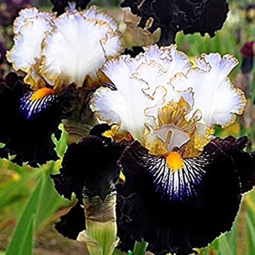 Iriszwiebeln,mehrjährige krautige pflanzen,iris-schwertlilie zwiebeln,schwertlilie rhizome,iris bulbs,Iris Blume,schwertlilie lila,iris zwiebeln winterhart mehrjährig pflanzen.- 6zwiebeln-C von JASNDH