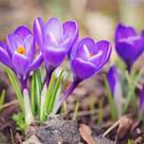 Krokus zwiebeln,winterharte pflanzen,krokus zwiebeln großblütig,krokus zwiebeln winterhart mehrjährig,krokusse zwiebeln kaufe,krokusse zwiebeln winterhart mehrjährig,krokus.-15 zwiebeln-purpleB von JASNDH