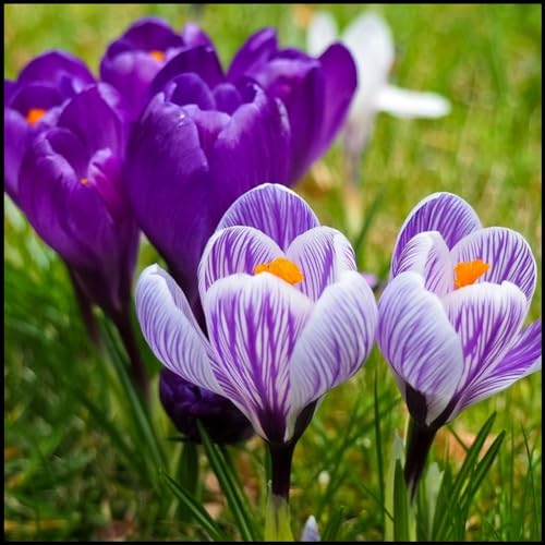 Krokus zwiebeln,winterharte pflanzen,zweimal blühend im Frühjahr oder Herbst,pflanzwürdig,selten,leichter Duft,krokusse zwiebeln,für Garten und Topf geeignet,krokusse 1000 stück.-5 zwiebeln-B von JASNDH