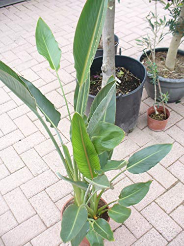 Paradiesvogelblume, Strelitziengewächs, Strelitzia reginae im Topf 65-80 cm, strelizie Pflanze von Jardines de Jaravia