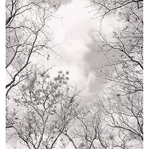 Große Wald Fototapete Baumkronen im Himmel Vliestapete Natur Tapete schwarz weiß Fotografie Tapeten BxH 240x260cm von K&L Wall Art