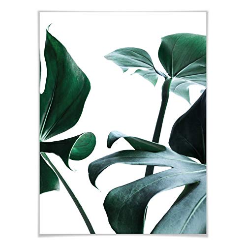 Poster Urban Jungle 03 Monstera Deliciosa Pflanze exotisch Fensterblatt Urwald immergrün 60x8 von K&L Wall Art