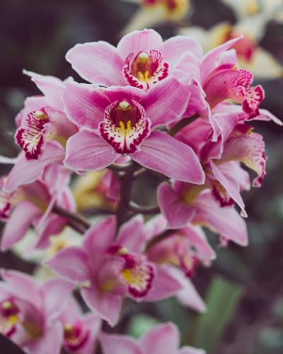 KEHTU Cymbidium-Zwiebeln Winterhart Cymbidium Orchidee Pflanze Gartendekoration Winterhart zwiebeln von KEHTU