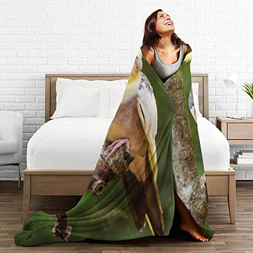 KINITA Nymphensittich Kuscheldecke Flauschige, 3D Flanell Fleecedecke 150x200 Hellgelb Mikrofaser Wohndecke Weich Decke Sofaüberwurf Tagesdecke Couchdecke kinderdecke für Bett/Sofa KINITA Nymphensittich Kuscheldecke Flauschige, 3D Flanell Fleecedecke 150x200 Hellgelb Mikrofaser Wohndecke Weich Decke Sofaüberwurf Tagesdecke Couchdecke kinderdecke für Bett/Sofa von KINITA