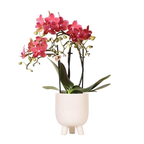 Kolibri Orchids | Rote Phalaenopsis Orchidee - Congo + Gummitopf Travertin - Topfgröße Ø9cm - 40cm hoch | blühende Zimmerpflanze im Blumentopf - frisch vom Züchter Kolibri Orchids | Rote Phalaenopsis Orchidee - Congo + Gummitopf Travertin - Topfgröße Ø9cm - 40cm hoch | blühende Zimmerpflanze im Blumentopf - frisch vom Züchter von KOLIBRI