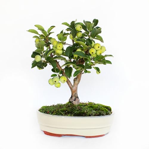 KENTIS - Apfelbaum Bonsai - Malus Evereste - Echte Bonsai Obstbaum - Winterharter Outdoor Pflanzen - Hoch 35-45 cm Keramiktopf 26 cm von Kentis