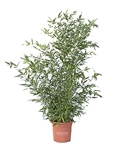 KENTIS - Bambus Phyllostachys Bissetii - Hoch 145-170 cm Topf Ø 24 cm - Winterharte Pflanzen für Garten von Kentis