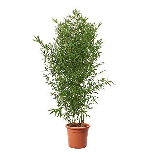 KENTIS - Bambusa Aurea mit Jutedekoration für Vase - Bambus Pflanze - Echte Winterharte Pflanzen für Garten - Balkon Pflanze - Hoch 145-170 cm Topf Ø 24 cm von Kentis