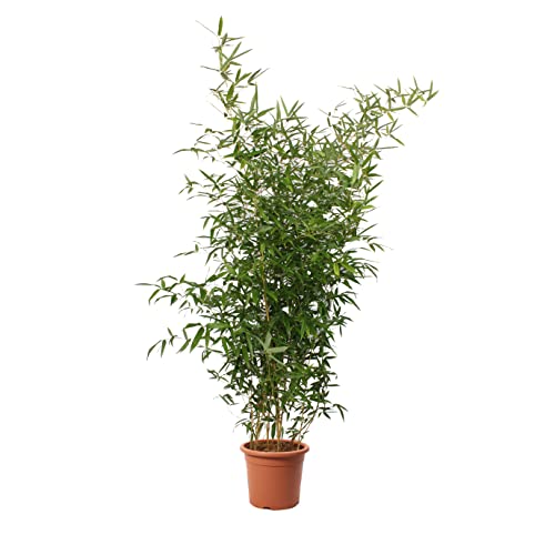 KENTIS - Bambusa Spectabilis - Bambus Pflanze - Echte Winterharte Pflanzen für Garten - Balkon Pflanze - Hoch 145-170 cm Topf Ø 24 cm von Kentis