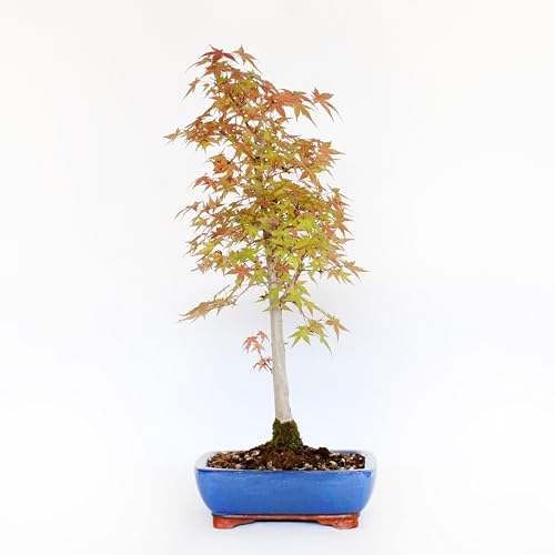 KENTIS - Bonsai Acer Palmatum Deshojo - Handförmiger Ahorn Bonsai - Echte Outdoor Pflanzen - Hoch 50-60 cm Keramiktopf Ø 21 cm von Kentis