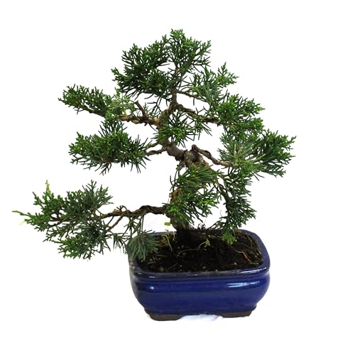 KENTIS – Bonsai Juniperus – Wacholder Bonsai – Echter Bonsai Baum - Echte Winterharter Outdoor Pflanze – Hoch 20/30 cm Keramiktopf Ø 16 cm von Kentis