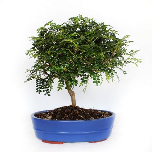 KENTIS - Bonsai Zanthoxylum Piperitum - Sichuan Pfeffer Bonsai - Pfefferpflanze - Echte Pflanzen - Hoch 30-40 cm Keramiktopf Ø 26 cm von Kentis