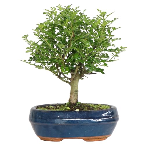 KENTIS - Bonsai Zanthoxylum Piperitum - Sichuan-Pfeffer-Bonsai - Pfefferpflanze - Echte Pflanzen für drinnen und draußen - H 20-25 cm, Keramiktopf Ø 15 cm von Kentis