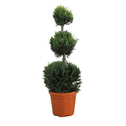 KENTIS - Cupressocyparis Leylandii Castlewellan Gold - Drei Ball Zypresse - Echte Pflanzen für Garten - Balkon Pflanze - Hoch 90-110 cm Topf Ø 24 cm von Kentis