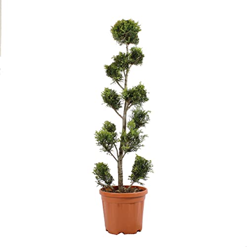 KENTIS - Cupressocyparis Leylandii Gold Rider - Zypressen Pompons - Echte Pflanzen für Garten - Balkon Pflanze - Hoch 140-160 cm Topf Ø 30 cm von Kentis