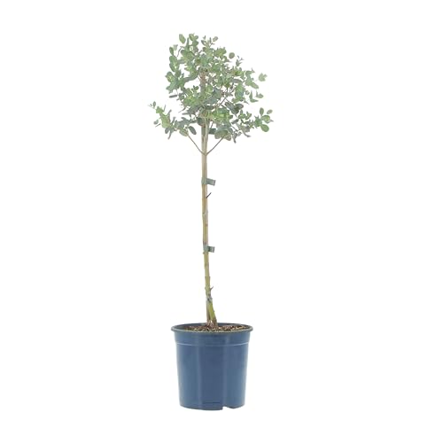 KENTIS - Eucalyptus Gunnii - Eukalyptusbaum - Resistente echte Outdoor-Pflanze - Anti-Mücken-Gartenpflanze - Hoch 40-50 Topf Ø 15 cm von Kentis