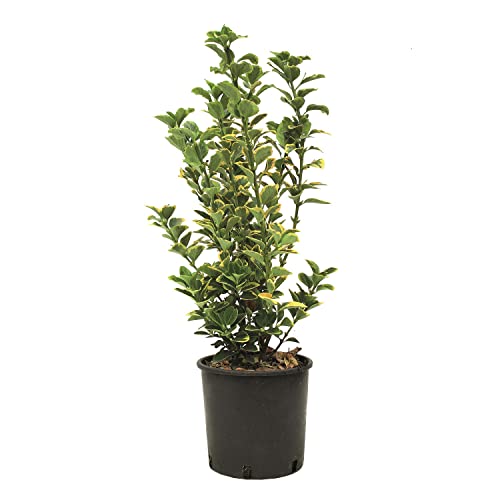 KENTIS - Euonymus Japonicus Aurea - Japanischer Spindelstrauch – Winterharte Pflanzen für Garten - Hoch 50-60 cm Topf Ø 20 cm von Kentis