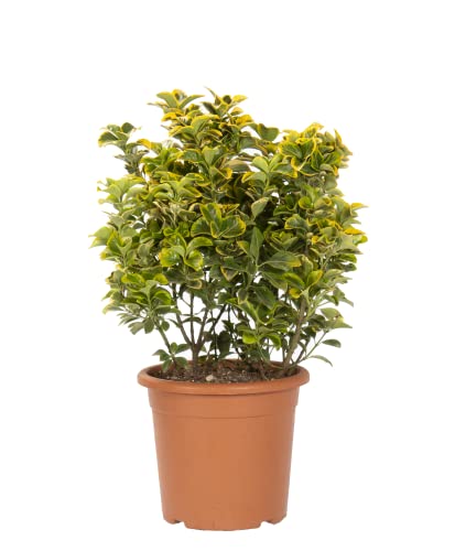 KENTIS - Euonymus Japonicus Aurea - Japanischer Spindelstrauch – Winterharte Pflanzen für Garten – Hoch 60-80 cm Topf Ø 24 cm von Kentis