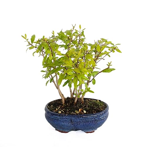 KENTIS - Granatapfel-Bonsai - Punica Granatum Bonsai - Echte Pflanzen für den Außenbereich - Handgefertigter Keramiktopf - Topf Ø 15 H 20-30 cm von Kentis
