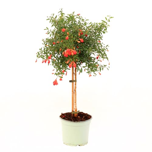 KENTIS – Granatapfelpflanze im Topf – Punica Granatum Nanum – echte Obstpflanzen – Gartenpflanze für draußen – H 50–60 cm, Topf Ø 19 cm Mini-Fass von Kentis
