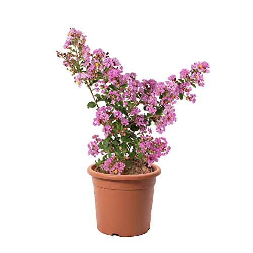 KENTIS - Lagerstroemia Indica Lila - Blühende Plfanzen - Echte Pflanzen für Garten - Balkon Pflanze - Heckenpflanze – Hoch 60-80 cm Topf Ø 24 cm von Kentis