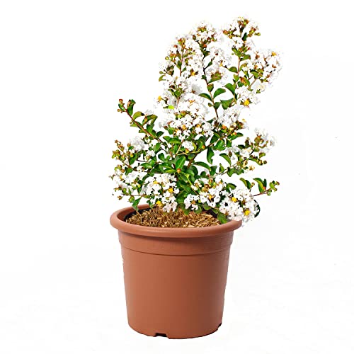 KENTIS - Lagerstroemia Indica Weiße mit Jutedekoration für Vase - Blühende Plfanzen - Echte Pflanzen für Garten - Balkon Pflanze - Heckenpflanze – Hoch 60-80 cm Topf Ø 24 cm von Kentis