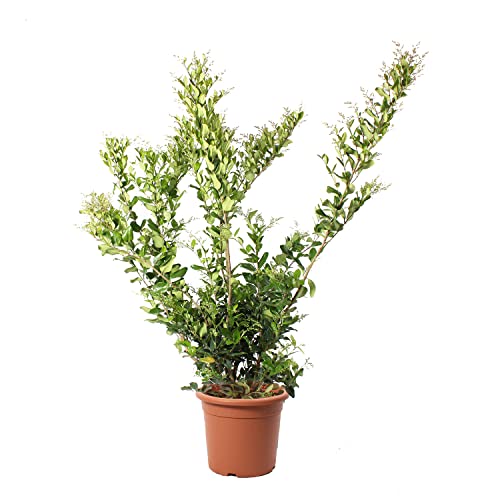 KENTIS - Ligustrum Texanum - Liguster - Echte Winterharte Pflanzen für Garten - Balkon Pflanze - Heckenpflanze - Hoch 125-150 cm Topf Ø 30 cm von Kentis