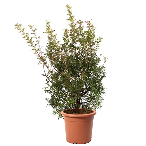 KENTIS - Mastixstrauch - Pistacia Lentiscus Wilde Pistazie - Winterharte Pflanzen für Garten - Hoch 100-125 cm Topf Ø 30 cm von Kentis