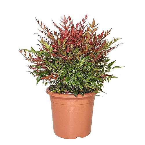 KENTIS - Nandina Domestica Obsessed ® – Winterharte Pflanzen für Garten – Hoch 60-70 cm Topf Ø 24 cm von Kentis