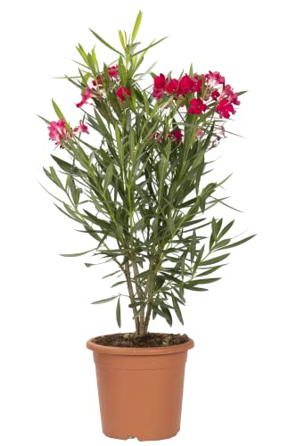 KENTIS - Nerium Oleander Rot - Oleander – Winterharte Pflanzen für Garten - Heckenpflanzen – Hoch 80-100 cm Topf Ø 24 cm von Kentis