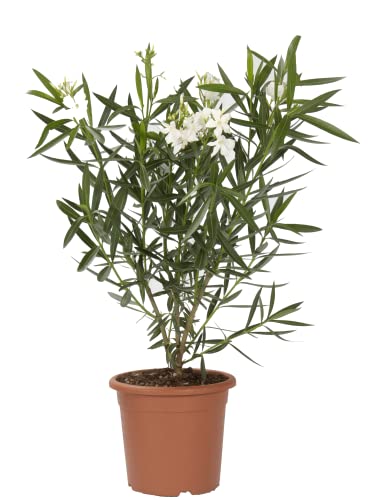 KENTIS - Nerium Oleander Weiß - Oleander – Winterharte Pflanzen für Garten - Heckenpflanzen – Hoch 80-100 cm Topf Ø 24 cm von Kentis