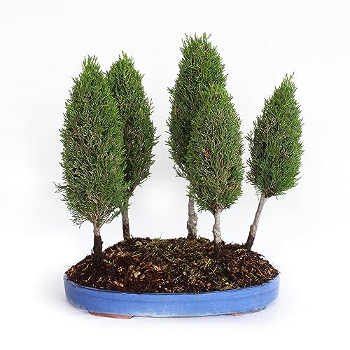 KENTIS - Zypressen Bonsai - Echter Bonsai Baum - Winterharter Outdoor Bonsai - Cupressus Sempervirens - Hoch 40/45 cm Topf Ø 36 cm von Kentis