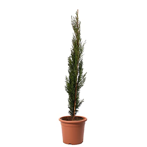 KENTIS - Zypressen Echte Pflanzen Winterhart - Cupressus Sempervirens Totem - Hoch 80-100 cm Topf Ø 18 cm von Kentis