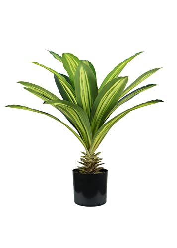 Pflanze DRACAENA H. 60 cm 19 Blätter von King Collection